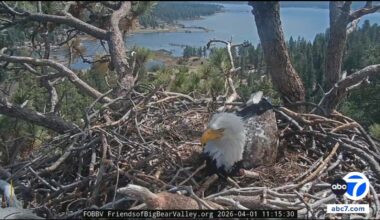 Pip watch begins as Big Bear bald eagles Jackie and Shadow care for 2 eggs in nest