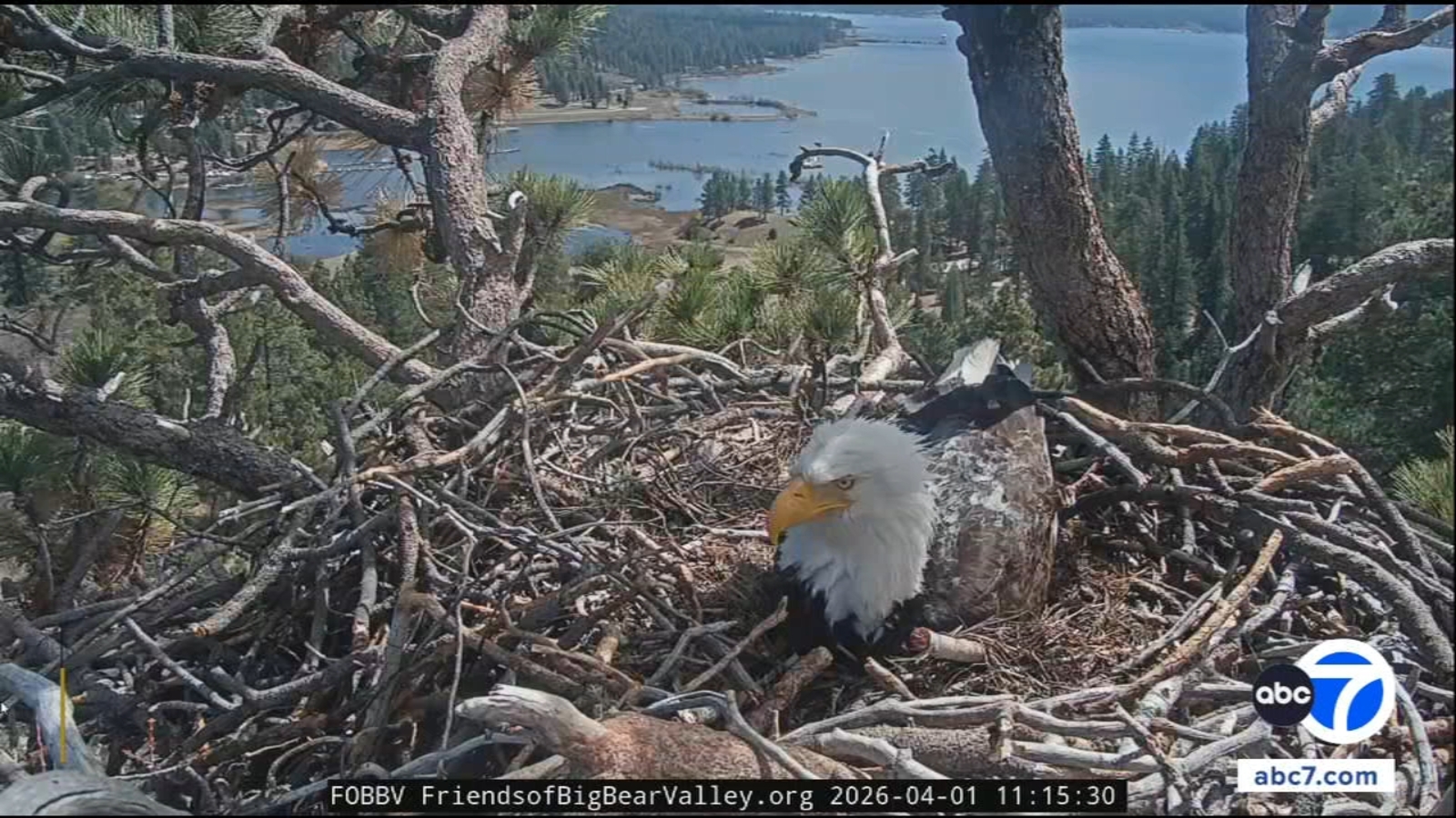 Pip watch begins as Big Bear bald eagles Jackie and Shadow care for 2 eggs in nest
