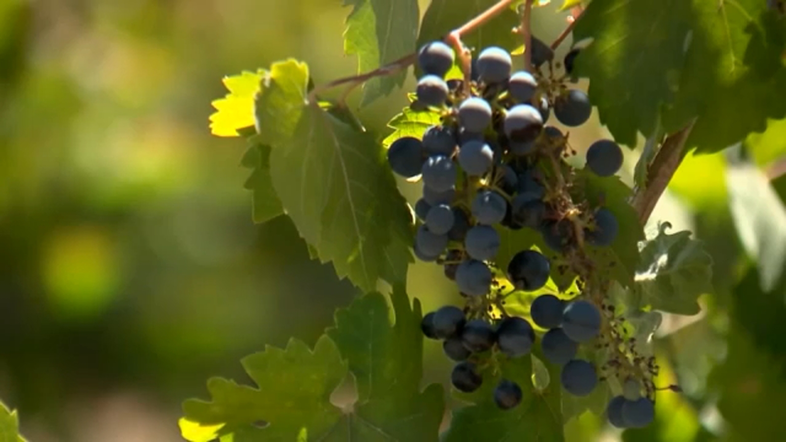 Valley wine producers adapt as consumption drops and costs rise