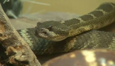 South Valley doctor warn residents to stay alert for rattlesnakes as weather warms up