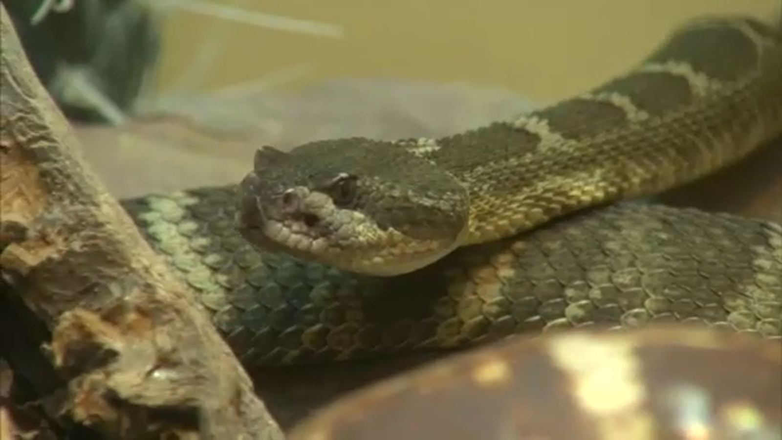 South Valley doctor warn residents to stay alert for rattlesnakes as weather warms up