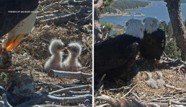 Friends of Big Bear Valley launches contest to help name Jackie and Shadow's 2 new bald eaglets. Here's how to enter