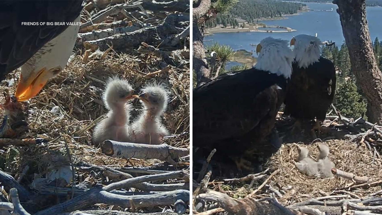 Friends of Big Bear Valley launches contest to help name Jackie and Shadow's 2 new bald eaglets. Here's how to enter