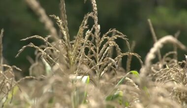 Raleigh customers water use drops 35M gallons as drought worsens across North Carolina