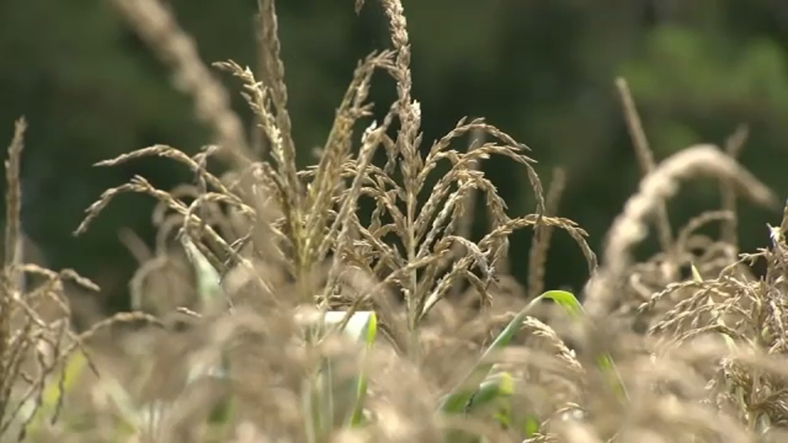 Raleigh customers water use drops 35M gallons as drought worsens across North Carolina