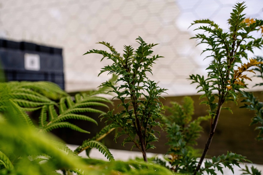 A small, leafy plant