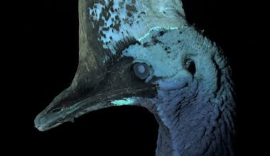 The surprising hidden glow of one of Earth’s largest birds
