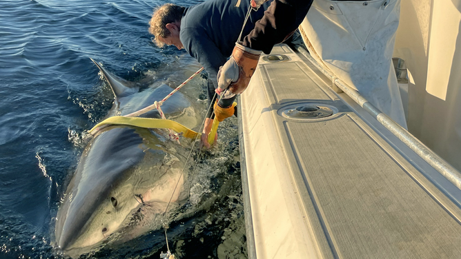 Contender the great white shark being tagged in the Atlantic Ocean.
