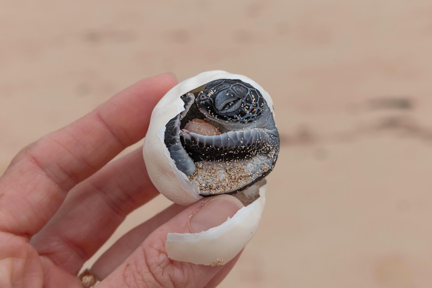 A dead turtle hatchling is held aloft, still in its broken shell.