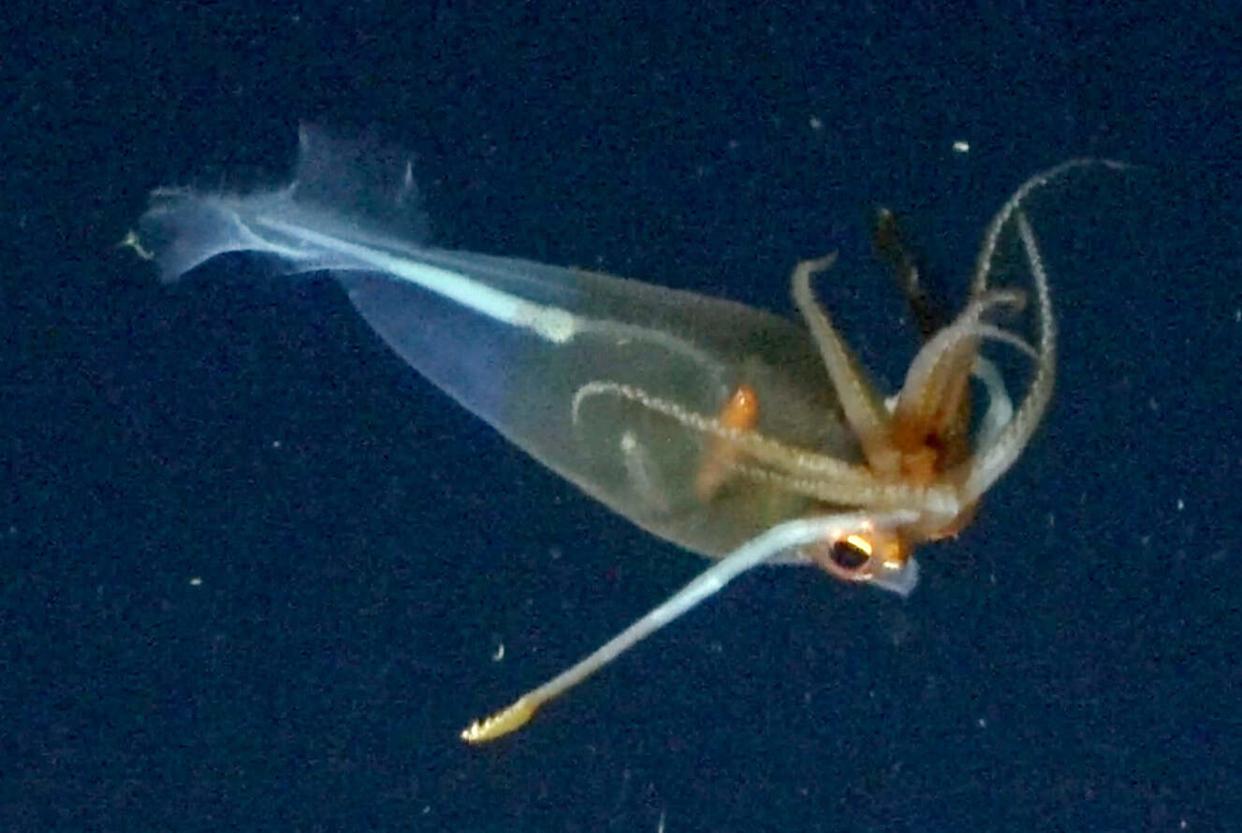 <p>After the End-Cretaceous extinction, squid diversified into new niches, while maintaining a presence in the deep ocean (like this glacial glass squid, </p><em>Galiteuthis glacialis</em><p> in the Bellingshausen Sea near Antarctica). </p><p class="copyright">©Schmidt Ocean Institute</p>