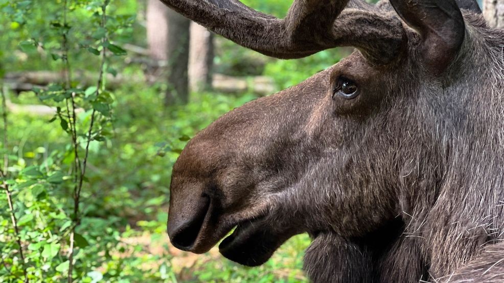 A moose{ }at Maine Wildlife Park (Ben Barrett, Maine Wildlife Park)