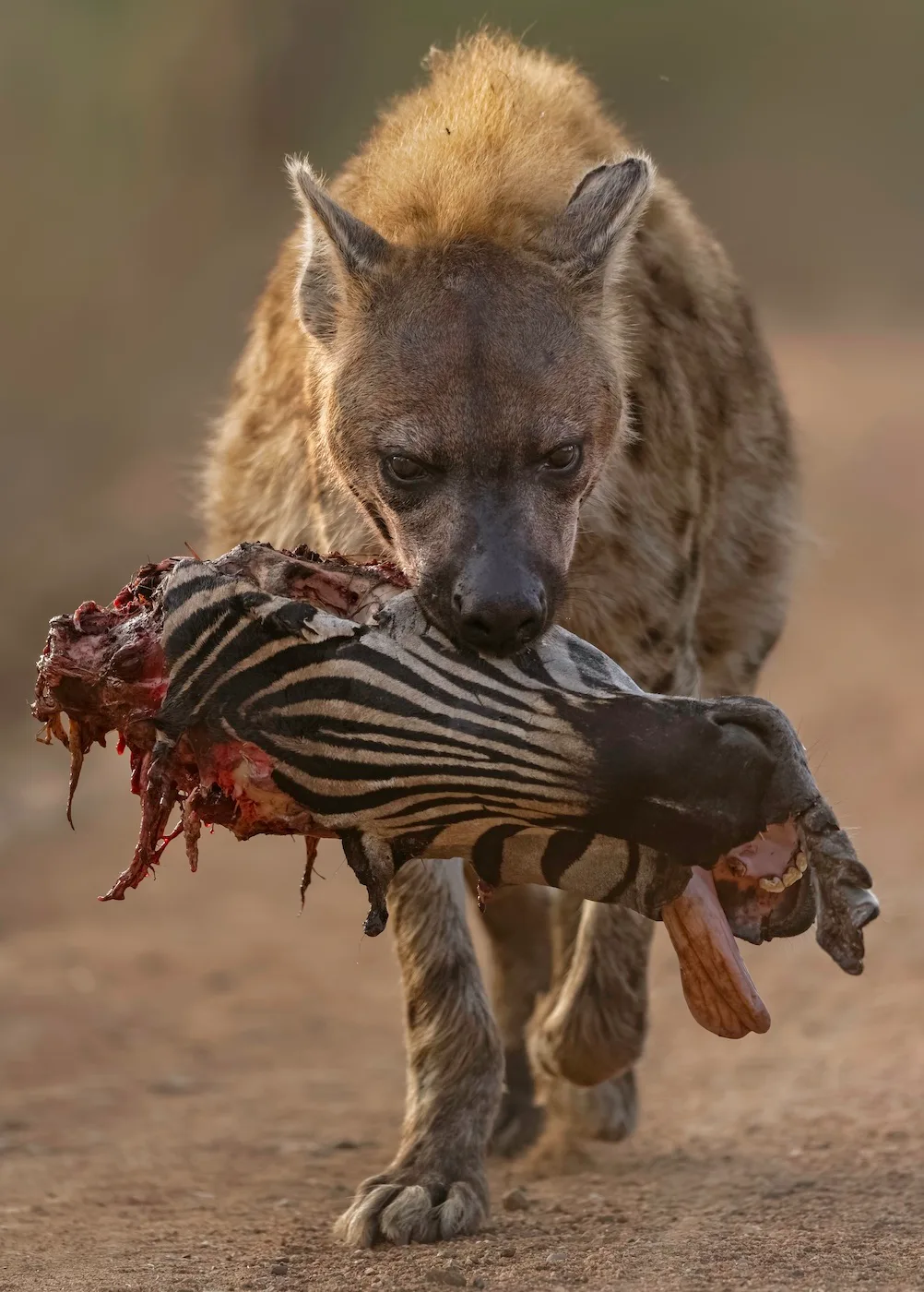 Hyena Portrait Zebra