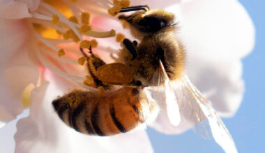 A bee sits on a flower budding from an almond tree, which rely on natural pollinators for fertilization in an Almonds grov...