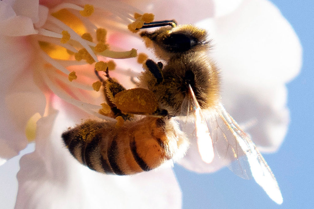 A bee sits on a flower budding from an almond tree, which rely on natural pollinators for fertilization in an Almonds grov...