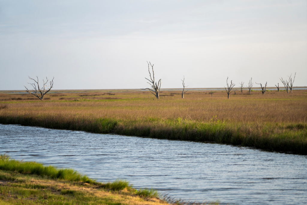 Trees that have died due to the encroachment of salt water are scattered throughout what remains of Isle de Jean Charles, which has been decimated by climate change and man-made coastal erosion, in Louisiana, U.S., April 7, 2021. Photo by Kathleen Flynn/REUTERS