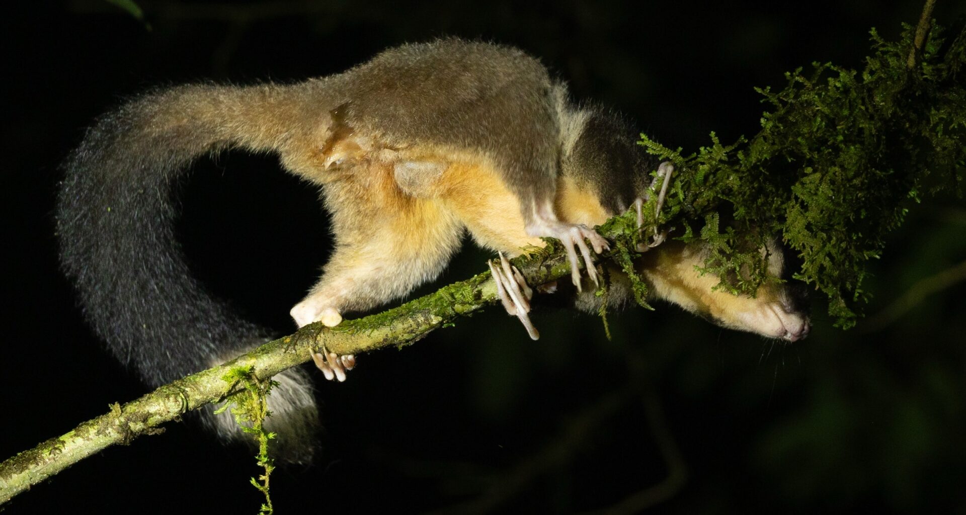 ‘Rediscovered’ species in Papua spotlight importance of Indigenous knowledge