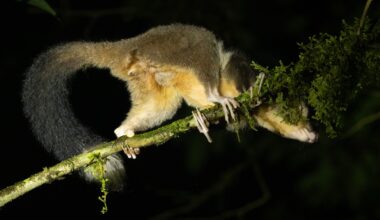 ‘Rediscovered’ species in Papua spotlight importance of Indigenous knowledge