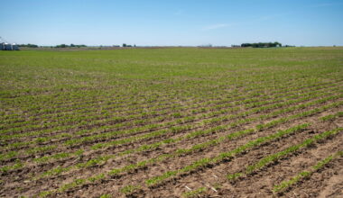 Facing low prices for all crops, U.S. farmers eye soy planting expansion