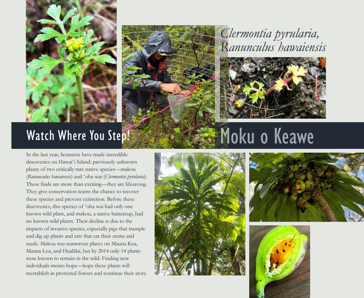 New Plant Discoveries Celebrated During Native Plant Month