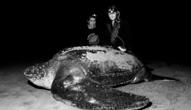 On March 20, a team of scientists from The Leatherback Project and Fundación Reina Laúd deployed the first satellite tag on an endangered leatherback sea turtle in Ecuador. Credit: Nikki Riddy (Photos taken with red light only under research permits from the Ministry of the Environment)