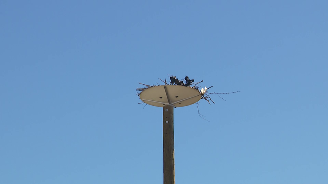 Quincy osprey nest relocated quincy osprey nest relocated
