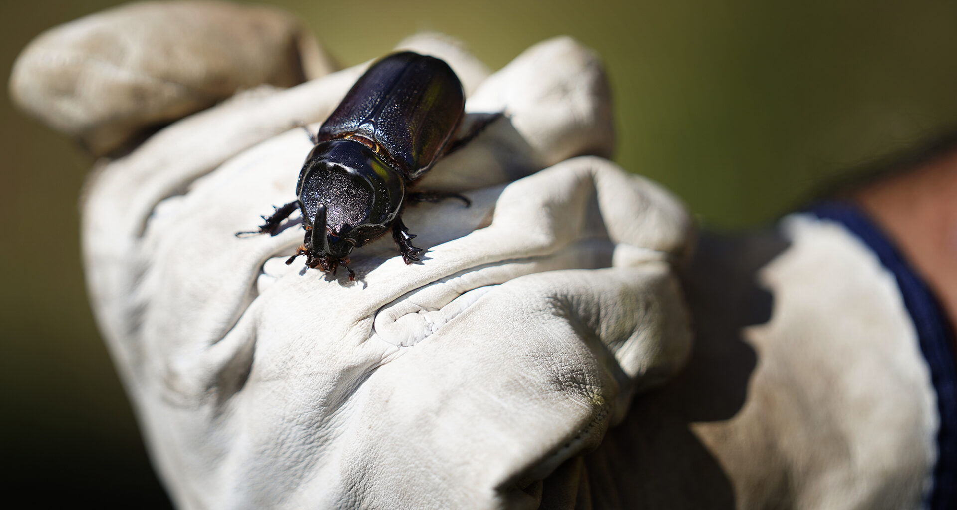 Palm-Killing Beetle Found On Molokaʻi For First Time, Rediscovered On Maui