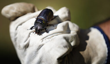 Palm-Killing Beetle Found On Molokaʻi For First Time, Rediscovered On Maui