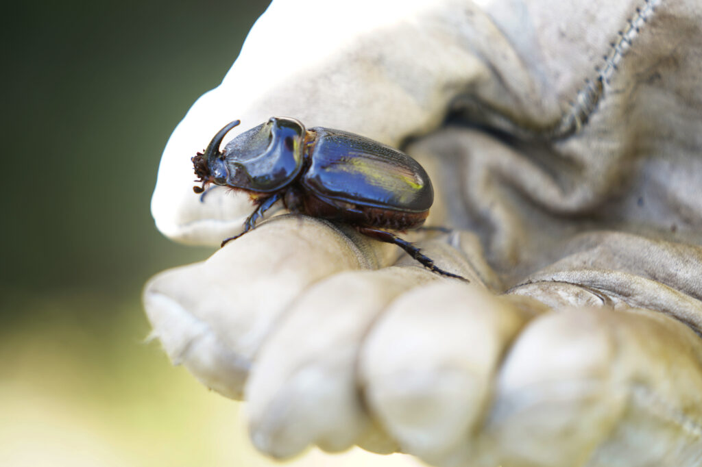 A coconut rhinoceros beetle is found in a felled coconut tree Monday, Oct. 7, 2024, at Kaiaka Bay Beach Park in Haleiwa. This grove of trees was damaged or killed by invasive coconut rhinoceros beetles. (Kevin Fujii/Civil Beat/2024)