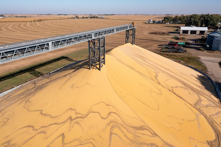 An aerial view of a huge mountain of harvested corn. 