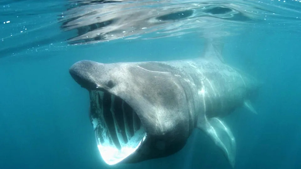 Basking shark with their mouth open.Image via Shutterstock &sol; Simon Burt