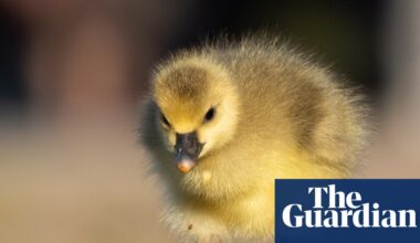 Week in wildlife: Puffin rescue and a gosling’s first gander - The Guardian