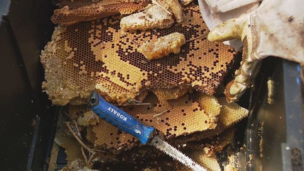 APRIL 2026 - A swarm of honey bees attached itself to the Renwick Gallery across the street from the White House. (7News){p}{/p}