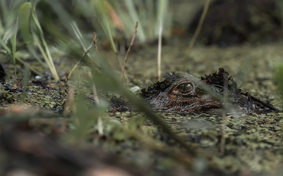 Baby crocodile hiding in the wetlands of Panama. Crocodile peek a boo between grass
