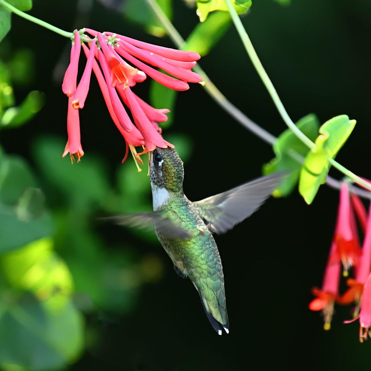 ruby throated hummingbird dipping into coral honeysuckle