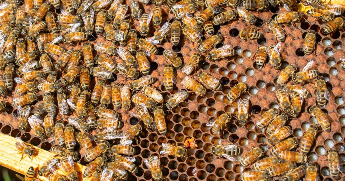 Drought to have trickle-down effect on North Carolina's burrowing bees :: WRAL.com