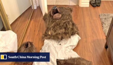 How a bear costume cost these luxury car insurance scamsters their freedom