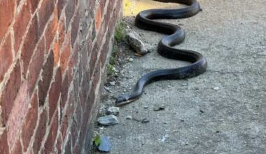 Today* in Hawks*** Around Town – Black Rat Snake!!