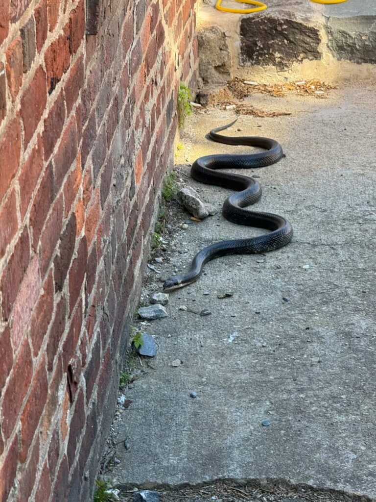 Today* in Hawks*** Around Town – Black Rat Snake!!