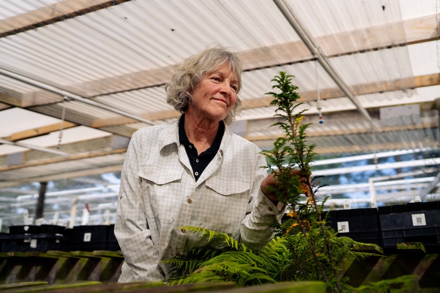 Woman looks at a small plant in a nursery