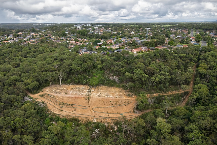 An alleged tree cleared area on a hill on a sunny day.