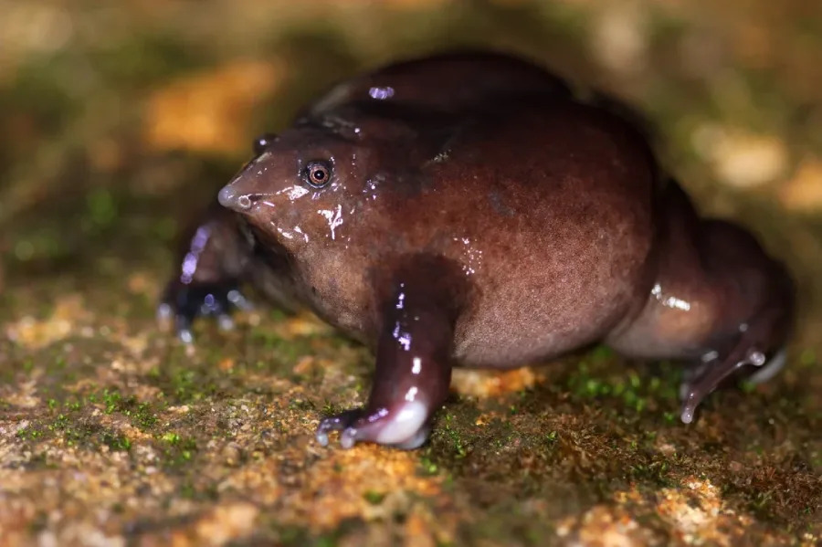 A close-up of a dark purple, round-bodied frog with small limbs, shiny wet skin, and a pointed snout, sitting on a mossy, brown surface.