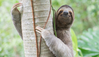 A wild male three-fingered sloth climbs a tree in Manuel Antonio, Costa Rica. Credit: Sam Trull