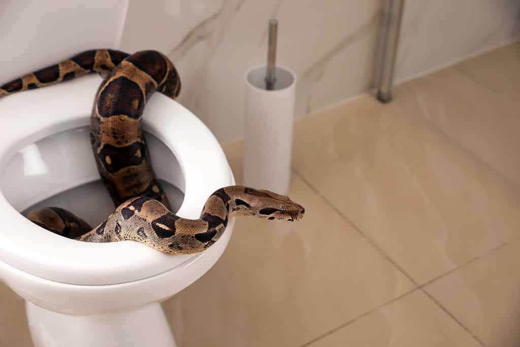 Brown boa constrictor on toilet bowl in bathroom
