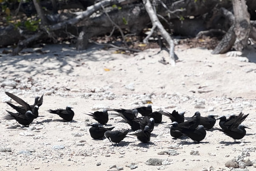 A group of black birds standing on a white coral beach