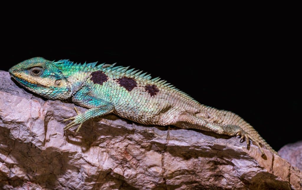 Lizard seen in Phnom Laang Spean, Battambang province.