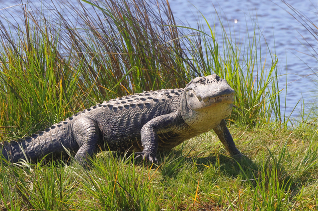 An image of an alligator.