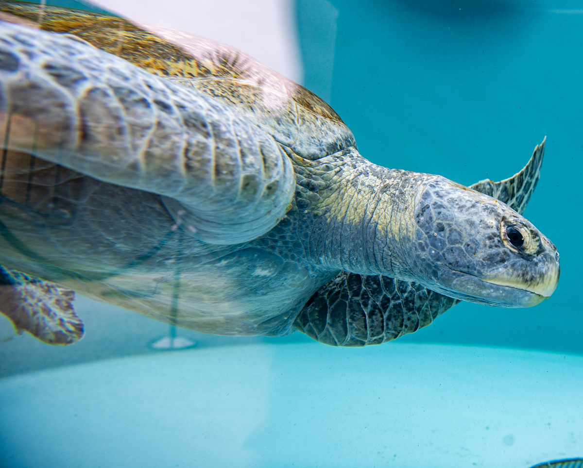 Aquarium of the Pacific just rescued an enormous sea turtle. They need your help saving her flipper. • Long Beach Post News