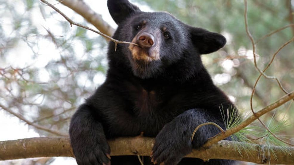 Wildlife officials say feeding bears can cause them to lose their natural fear of humans, leading to more aggressive behavior and putting communities at risk. File photo: Getty Images.