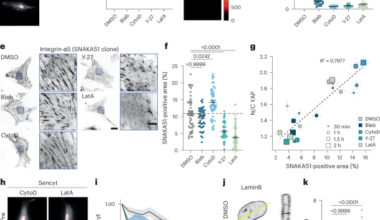 Fibrillar adhesion dynamics govern the timescales of nuclear mechano-response via the vimentin cytoskeleton