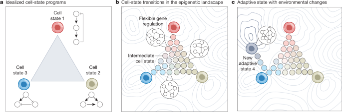 A mechanism for adaptive genome regulation in cancer